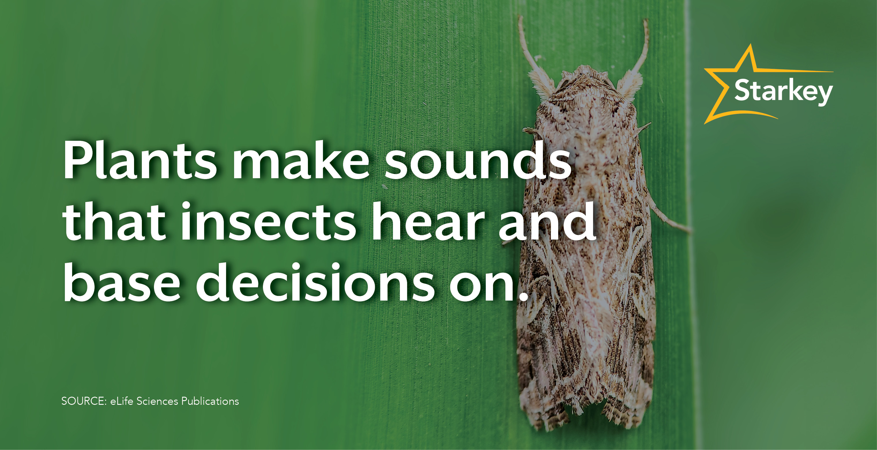 Image of moth on a plant with words that explain how plants make sounds that insects hear and base decisions on